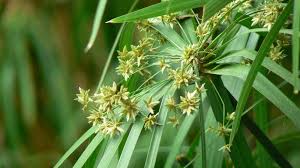Image result for Cyperaceae