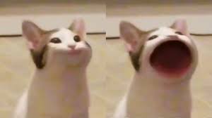 Pop Cat Know Your Meme