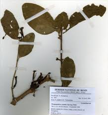 Image result for Phragmanthera capitata