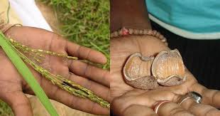 Image result for Schlechterina mitostemmatoides