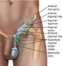 Related online courses on physioplus. Inguinal Area Of Human Anatomy
