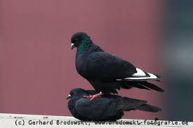 Flügel und kopf sind blaugrau, dazu haben sie einen grünen nackenfleck und schwarze flügelbinden. Stadttaube Steckbrief Brutverhalten Gewicht Bilder Referat