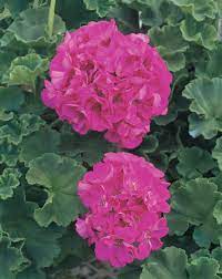 Daredevil Rosita Zonal Geranium Pelargonium Zonale Geranium Flower Geraniums