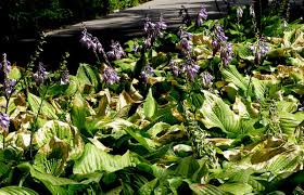 Maybe you would like to learn more about one of these? What S Wrong With My Plant Garden University Of Minnesota Extension