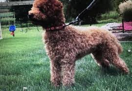 We are here to meet the special needs of the special few. Goldendoodle Puppy For Sale Adoption Rescue For Sale In Hammonton New Jersey Classified Americanlisted Com