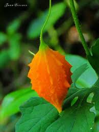Pin On Exotic Fruits And Vegetables