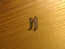 small insects in kitchen cupboards