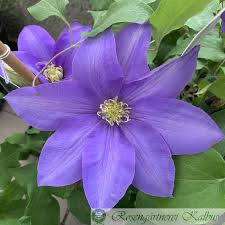 Plant database entry for clematis 'rooguchi' with 73 images, 2 comments, and 38 data details. Clematis Integrifolia Rooguchi