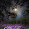 Synonyms for beautiful woman include belle, beauty, charmer, goddess, venus, cracker, looker, lovely, stunner and enchantress. 1