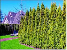 If you're looking for something tall that can really help you keep your home and yard to yourself, consider planting the following Plant Privacy Trees Dailyprogress Com