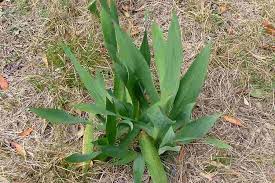 Image result for Watsonia