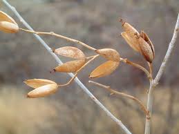 Image result for Montinia