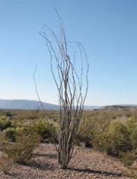 As these plants do not grow well. Cactus Rustling A Prickly Trade Threatening The Chihuahuan Desert Wwf