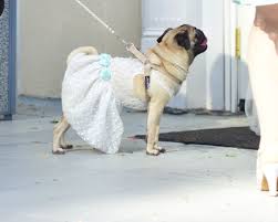 Wedding Dog Dress Lace Dress For Dog Flower Girl 15 Colors To Choose From To Match The Perfect Day Siz Dog Flower Girl Dress Flower Girl Dog Girl And Dog