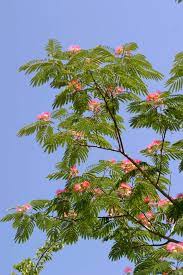 Mimosa Tree Albizzia Julibrissin Var Rosea Maybe 2013 I Ll Finally Plant These Wispy Gracious Trees That I Took For Gran Mimosa Tree Flowering Trees Plants
