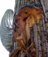 During the growing season (spring and summer), when most cacti plants are active, you need to water the plants regularly and thoroughly. Why Saguaros Have Pleats Saguaro National Park U S National Park Service