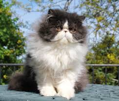 Black And White Persian Cat Short Hair Alfenloch Night Stars Black White Male Persian Kitten Persiancatmale Persiancatfacts Persian Cat White Persian Kittens Persian Cat