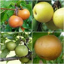 The form or shape of fruit trees can be manipulated by pruning and training. Online Orchards 4 In 1 Asian Pear Jubilee Tree Bare Root Cbas004 The Home Depot Miniature Fruit Trees Pear Varieties Asian Pear