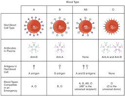 18 6 blood typing anatomy and physiology