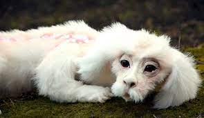 Falkor The Luckdragon Animals The Neverending Story Creatures