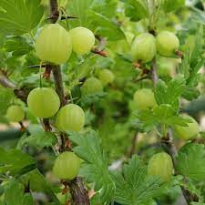 The redcurrant, blackcurrant and gooseberry bushes from us mean growing you own delicious fruit has never been easier! Gooseberry Invicta Gooseberry Bushes Plants For Sale