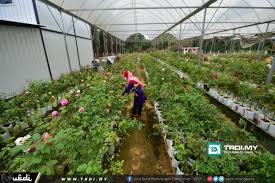 Taman zety roses adalah satu perniagaan yang menawarkan jualan pelbagai jenis ros dan beberapa servis berkenaan dengan bunga ros. Taman Zety Roses Trdi News
