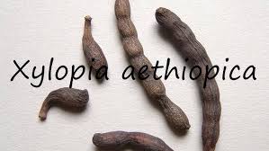 Image result for Xylopia aethiopica