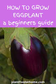 How To Grow Eggplant Planting Harvesting And Recipe Ideas Growing Eggplant Summer Vegetables Garden Backyard Vegetable Gardens