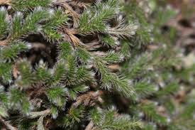 Image result for Selaginella dregei