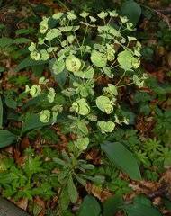 Image result for Euphorbia mossambicensis