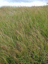 Image result for Heteropogon melanocarpus
