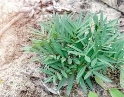 Image result for Fadogia cienkowskii