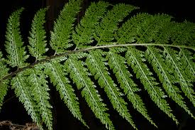 Image result for Asplenium diplazisorum