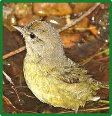 Black And White Bird With Orange Spot On Head Green Birds Seen In North America Orange Crowned Warbler In 2020 Green Bird Beautiful Birds Birds