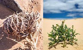 Image result for Selaginella dregei