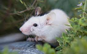 Lifespan Of Pet Mouse How Long Do Pet Mice Live Pet Mice Com
