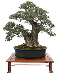 Die raumtemperatur sollte um die zehn grad celsius betragen. Bonsai Balkon Olivenbaum