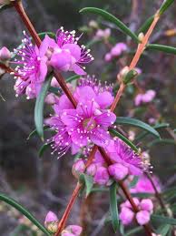 We did not find results for: A Year Round Garden In Central Texas Finegardening