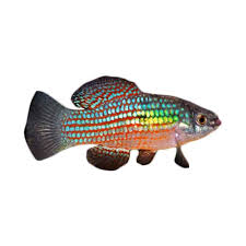Jenis ikan hias yang satu ini sangat mudah sekali untuk di temukan di indonesia khususnya. Jual Produk Ikan Hias Air Tawar Flag Fish Sikumis