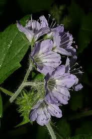 Image result for Hydrophyllaceae