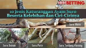 10 Jenis Katuranggan Ayam Suro Beserta Kelebihan Dan Ciri Cirinya Ayam Jenis Kekuatan