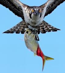 Birds Of A Feather Odyssey These Are Literally Blink And You Ll Miss It Photos Pet Birds Beautiful Birds Birds