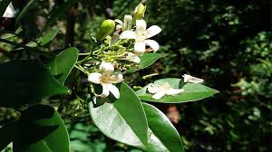 Daun, bunga, dan akar dari tanaman kemuning ini biasanya dijadikan obat herbal. Cerita Hikayat Bunga Kemuning Dan Ulasan Lengkapnya 2021 Poskata