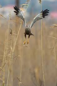 Western Marsh Harrier Greece Raubvogel
