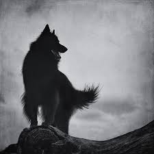 Title As Night Falls Artist Wolf Shadow Photography Medium Photograph Photograph Belgian Shepherd Groenendael Belgian Sheepdog Belgian Shepherd