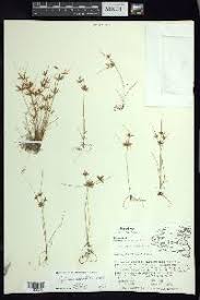 Image result for Cyperus amabilis