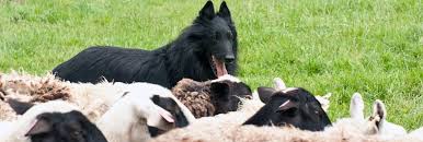 For dogs expected to herd for long hours, their gait is smooth, tireless, and effortless rather than driving. Belgian Sheepdog Club Of America