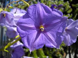Image result for Solanum sp. A