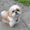 We do not allow texas breeders, adoption centers, rescues or shelters to list shih tzus for free in texas. Https Encrypted Tbn0 Gstatic Com Images Q Tbn And9gcrkt6gquyxs4ef6vwrs Jterfrthwbnv9tz3bgv2y5iv530t6ye Usqp Cau