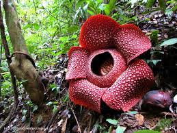 Rafflesia One Of Largest Flower In The World Charismatic Planet Unusual Flowers Rare Flowers Corpse Flower
